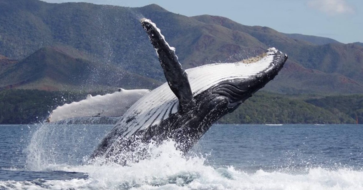 Cá voi đực càng lớn tuổi càng dễ chinh phục bạn tình nhờ hát hay