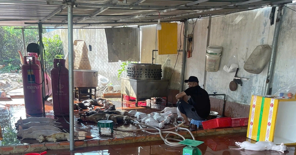 R&ugrave;ng m&igrave;nh l&ograve; giết mổ lậu ch&oacute;, m&egrave;o: 'Bốc hơi' b&iacute; ẩn trước giờ kiểm tra