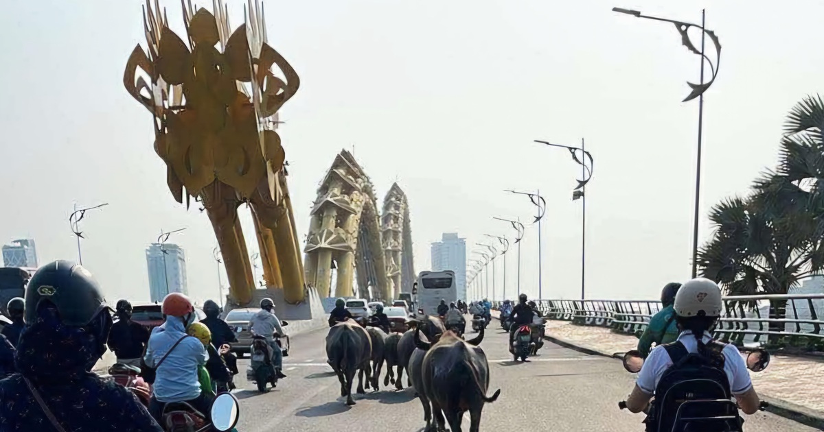 Bất ngờ đàn trâu băng qua cầu Rồng, 'dạo phố' giữa trung tâm Đà Nẵng