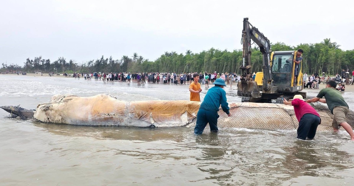 Xác cá voi nặng gần 5 tấn trôi dạt vào bãi biển Nghệ An