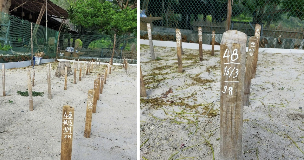 R&ugrave;a mẹ quay về C&ocirc;n Đảo đẻ trứng, d&ugrave; chưa v&agrave;o m&ugrave;a cao điểm