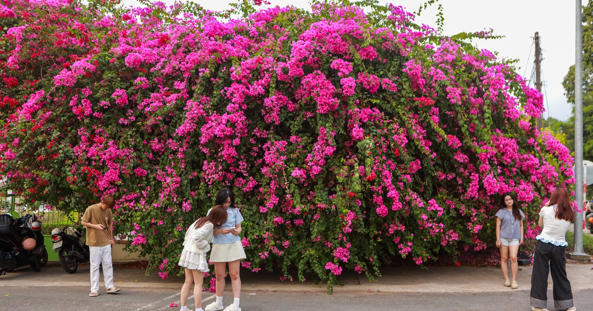 Bức tường hoa giấy nở rộ trước ĐH N&ocirc;ng L&acirc;m TP.HCM: Cứ đứng v&agrave;o l&agrave; c&oacute; ảnh đẹp