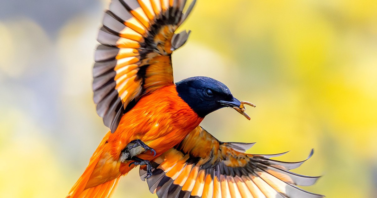 Chim xuất hiện ở c&ocirc;ng vi&ecirc;n L&yacute; Th&aacute;i Tổ - nơi tưởng niệm nạn nh&acirc;n Covid-19