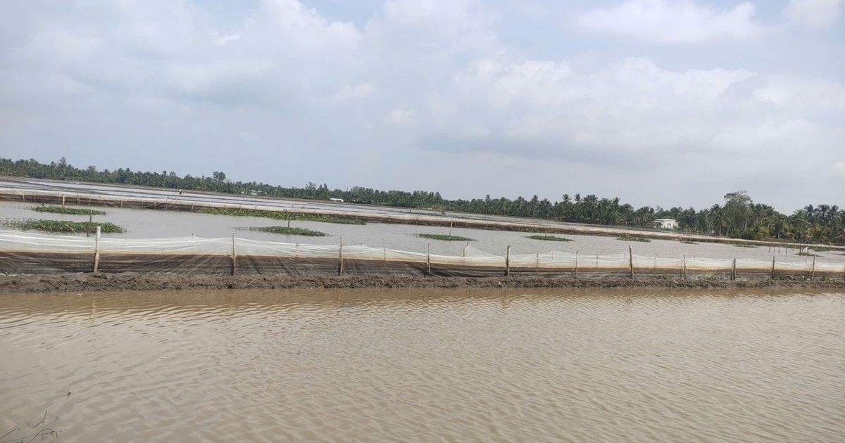 Cần Thơ: Ph&aacute;t hiện 2 hộ d&acirc;n nu&ocirc;i ốc bươu v&agrave;ng tr&ecirc;n h&agrave;ng ng&agrave;n m&eacute;t vu&ocirc;ng