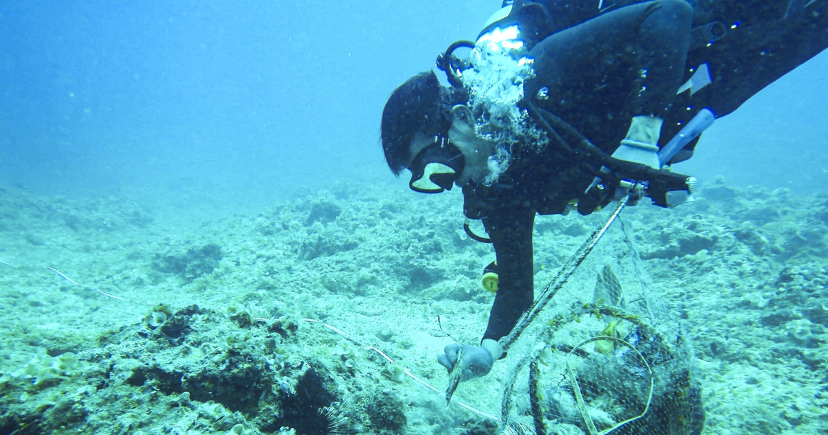 Từ lớp học đến đại dương: Giáo viên Lý Sơn học cách bảo tồn biển