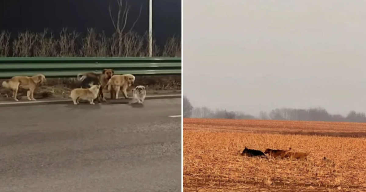 7 chú chó trốn thoát cẩu tặc, cùng nhau lặn lội 17 km về nhà