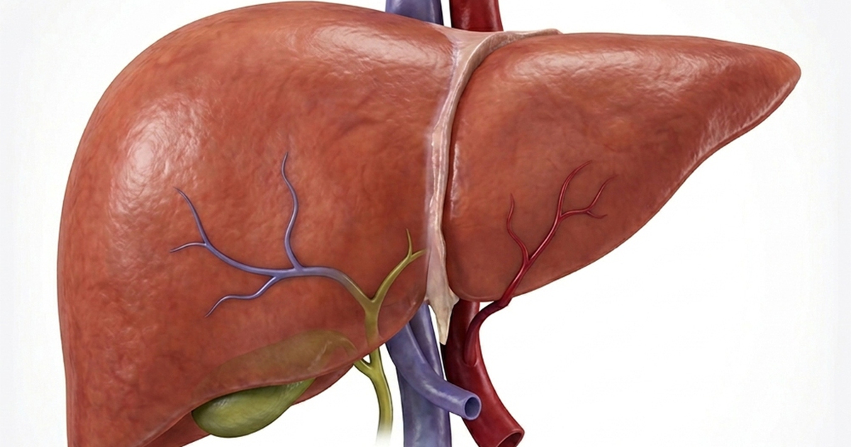 Giữ gan khỏe: Điều gì có vai trò then chốt?