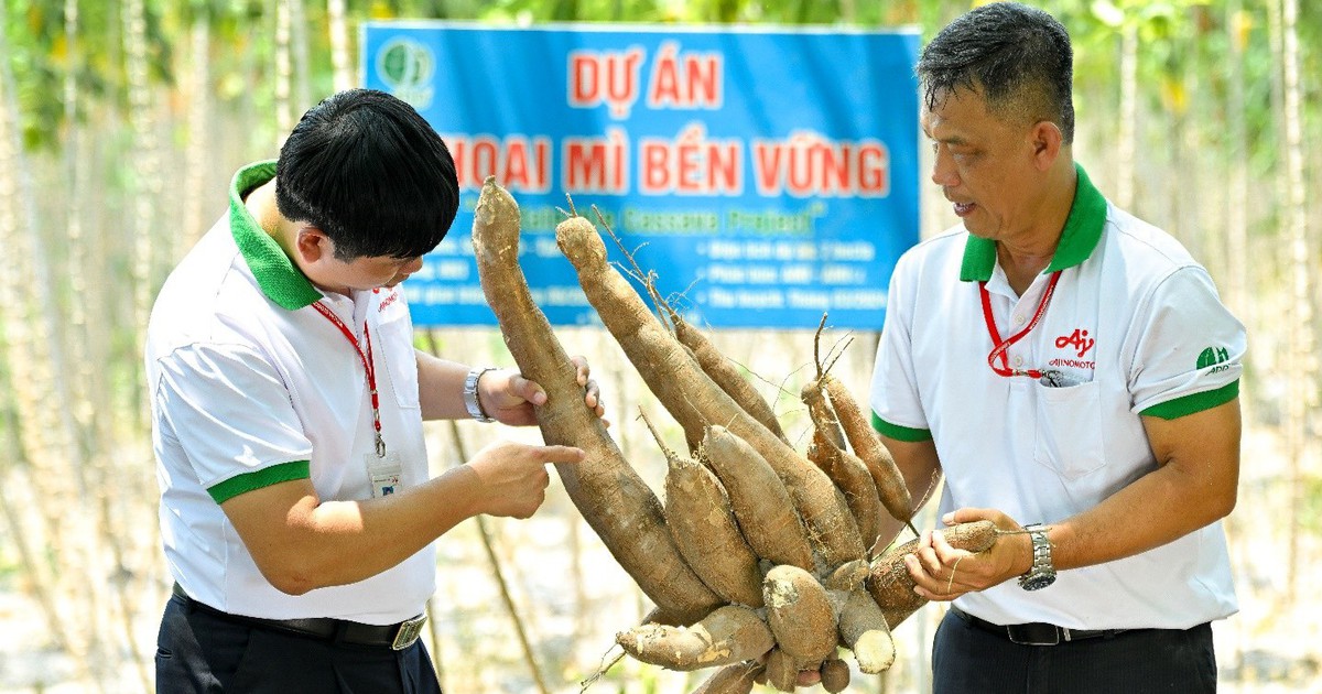 Nhật Bản hỗ trợ mô hình trồng khoai mì xanh tại Việt Nam do Ajinomoto dẫn dắt