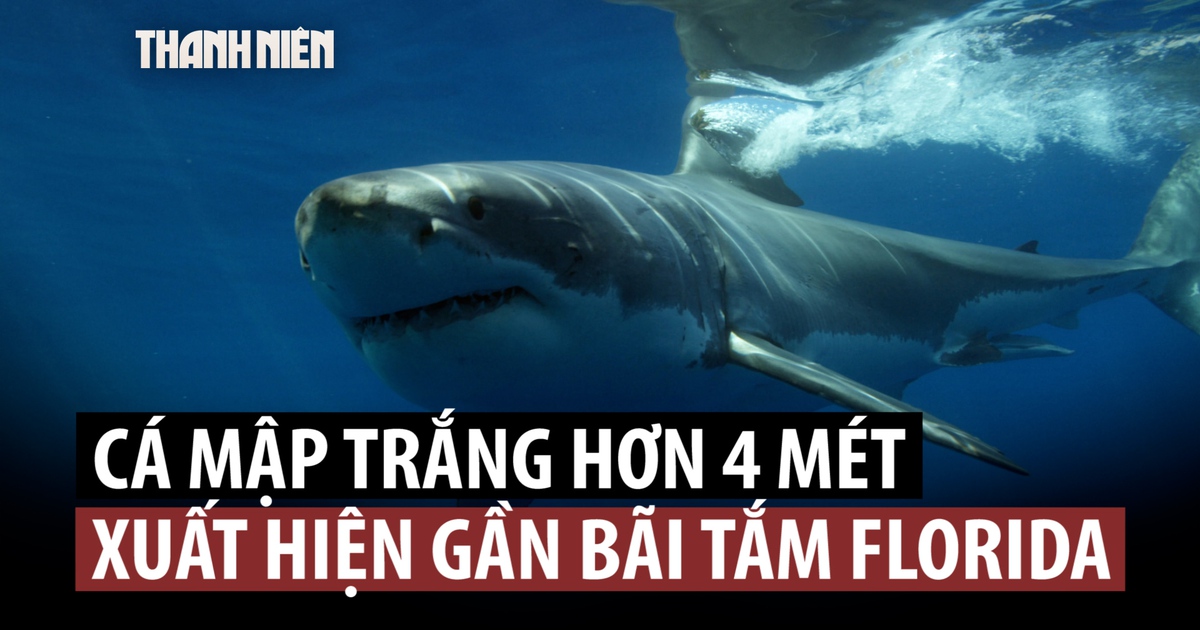 Cá mập trắng dài hơn 4 m đến gần bãi biển đông đúc ở Mỹ