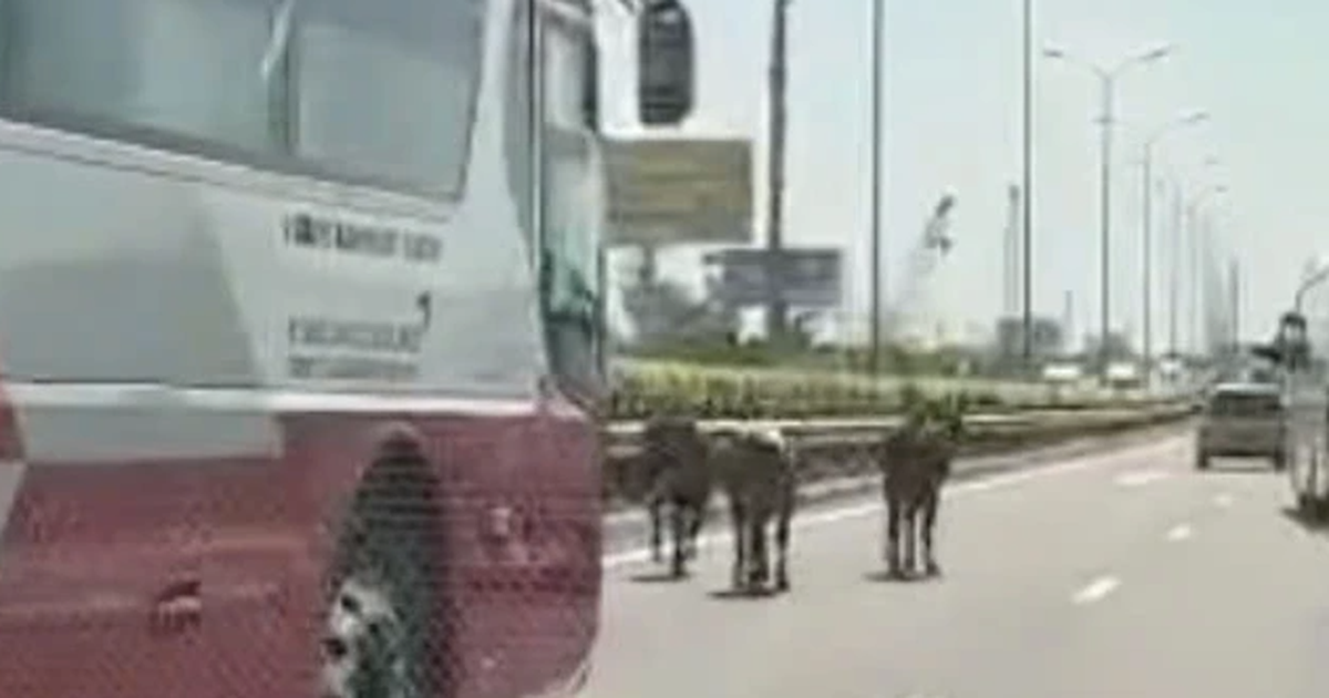 Đàn bò "lạc" vào cao tốc TP.HCM - Long Thành - Dầu Giây khiến nhiều tài xế khiếp vía