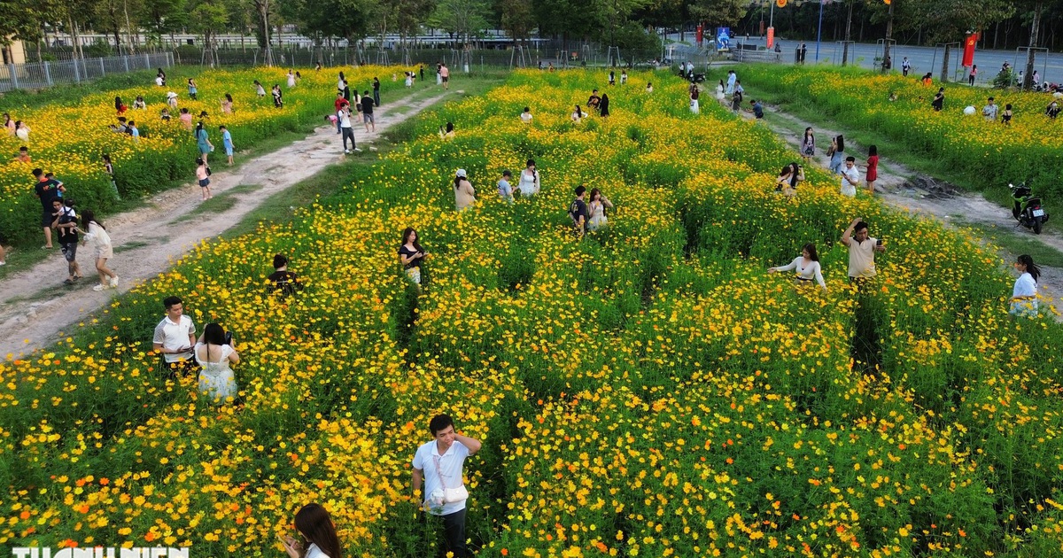Cánh đồng hoa sao nhái vàng rực ở TP.HCM, điểm check-in đang thu hút nhiều người