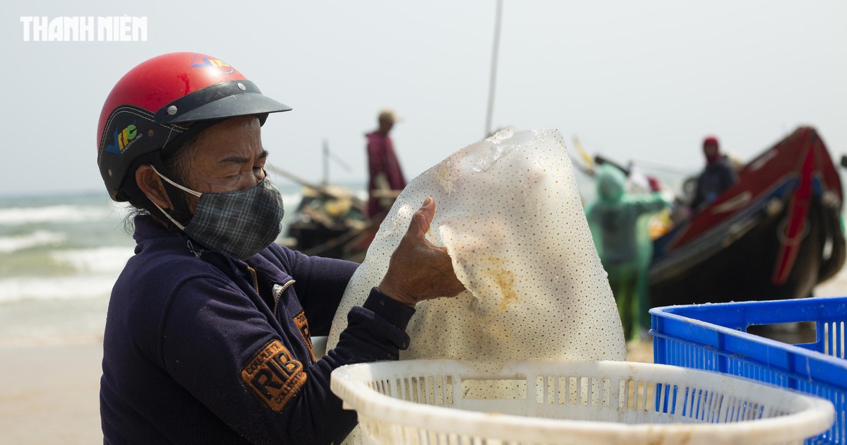 Trúng mùa sứa 'lịch sử': Thuyền đầy ắp, ngư dân kiếm tiền triệu mỗi ngày