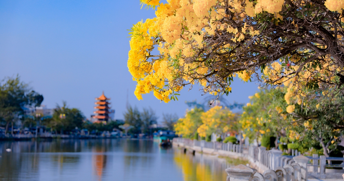 Choáng ngợp đường hoa kèn vàng rực rỡ bên sông Long Bình, đẹp như tranh