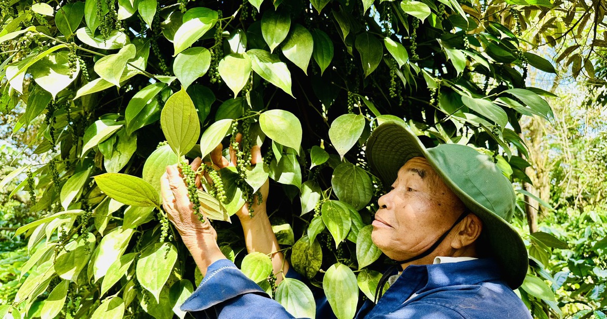 Giá tiêu giảm sâu, có kéo dài?