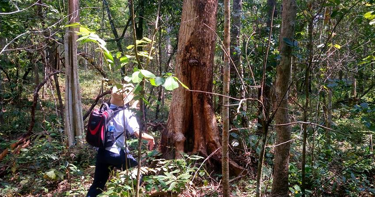 Vì sao rừng tự nhiên tại Lâm Đồng giảm hơn 17.700 ha?