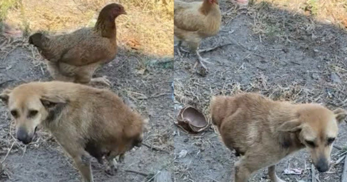 Chỉ còn 2 chân, chú chó vẫn chạy nhảy, được chăm sóc suốt 6 năm