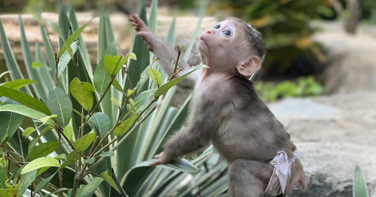 Chú khỉ bị vứt trong thùng rác, hồi sinh rồi mất tích: Nhiều người chờ tin Bin