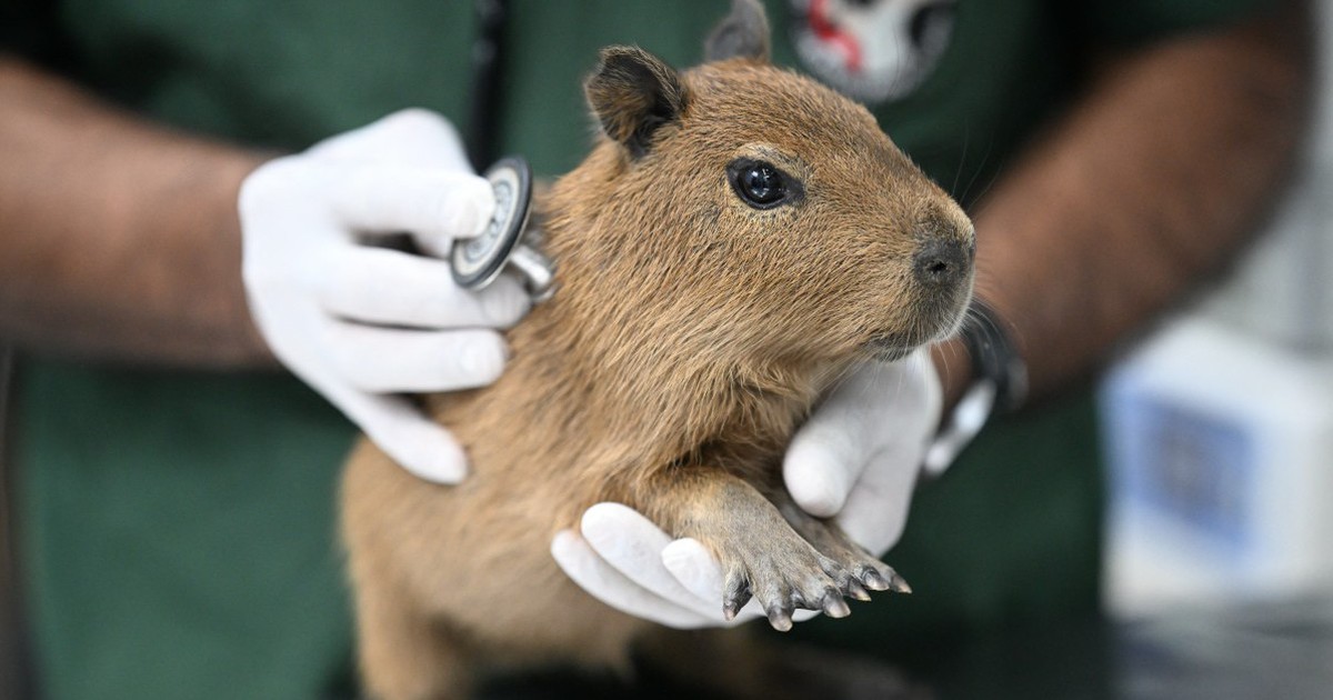 Brazil bắt 8 người đánh đập tàn nhẫn một con chuột lang nước