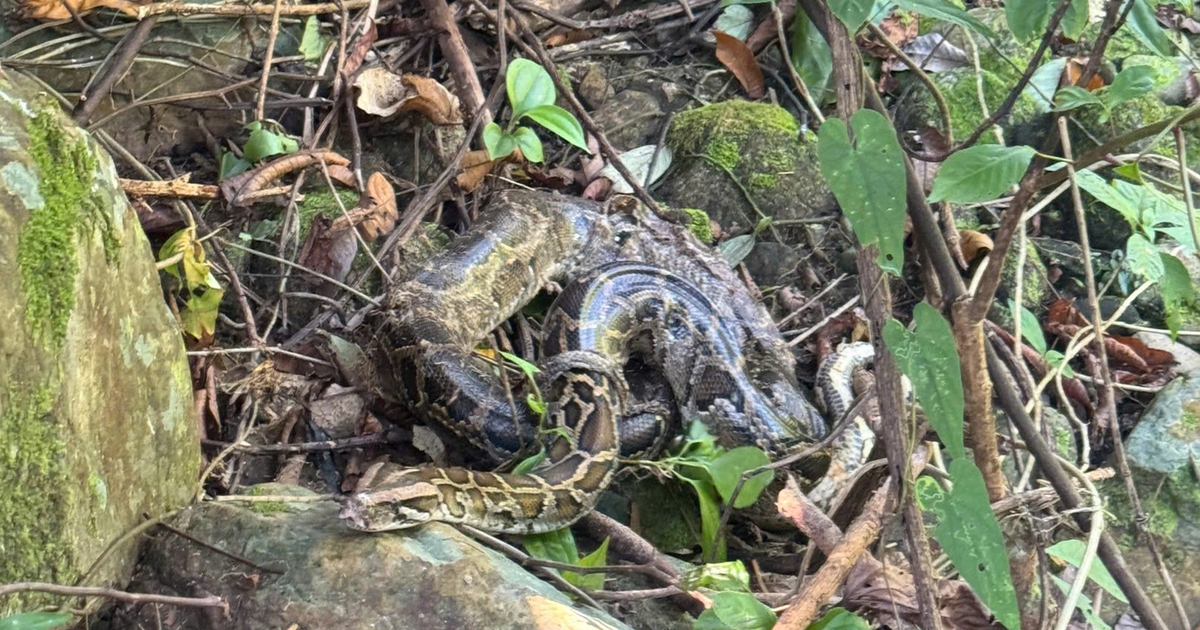 Thả hàng loạt động vật hoang dã về rừng Phong Nha - Kẻ Bàng