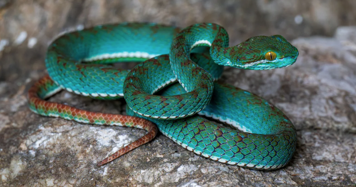 Phát hiện rắn lục tuyệt đẹp và những loài mới trong hang động cổ xưa của Campuchia