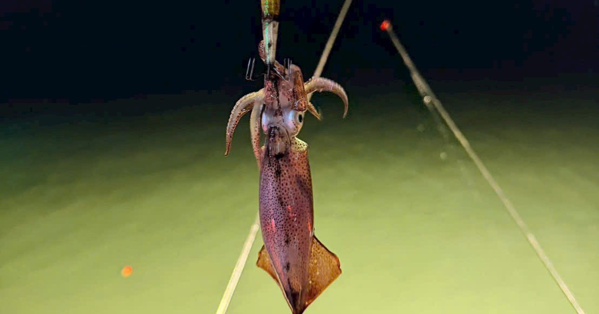 Câu mực đêm trái phép gia tăng trên vịnh Hạ Long