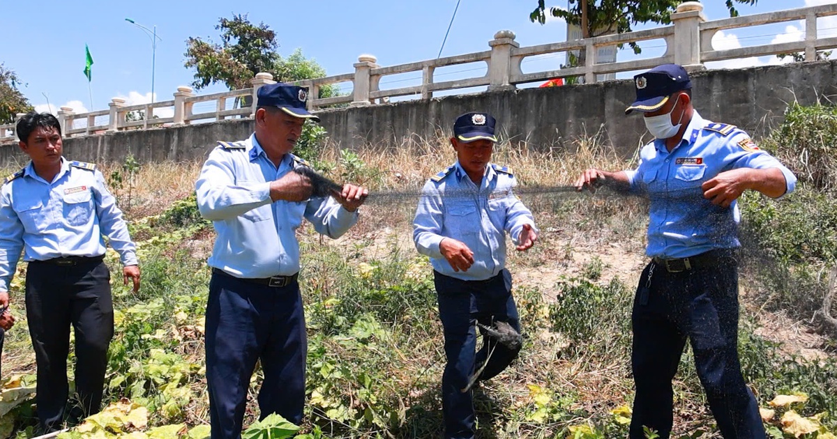 Nạn săn bắt chim yến đe dọa thương hiệu yến sào, Khánh Hòa siết chặt bảo vệ