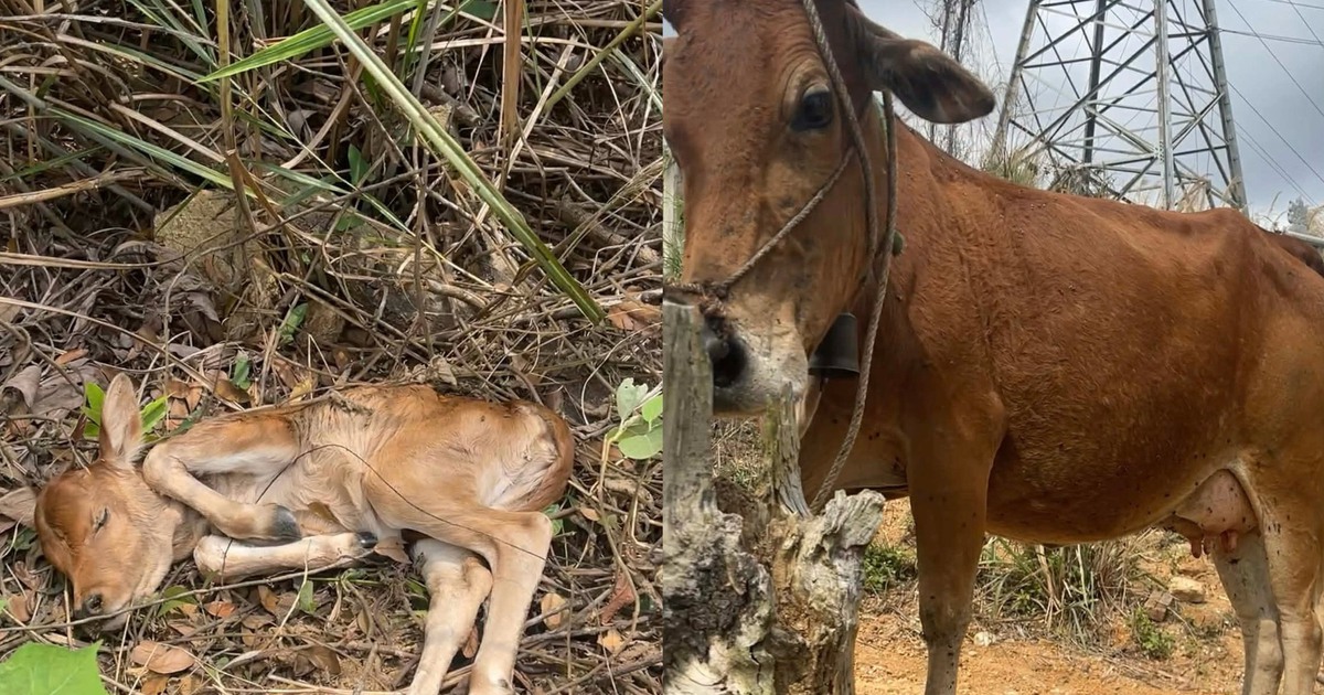 Bò mẹ kêu 'cầu cứu' khi bê con 2 ngày tuổi ngã xuống vực