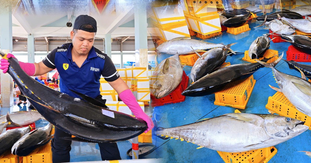 Tr&uacute;ng đậm c&aacute; ngừ đại dương ở Ho&agrave;ng Sa, c&aacute; nặng 45 kg phải 3 người khi&ecirc;ng