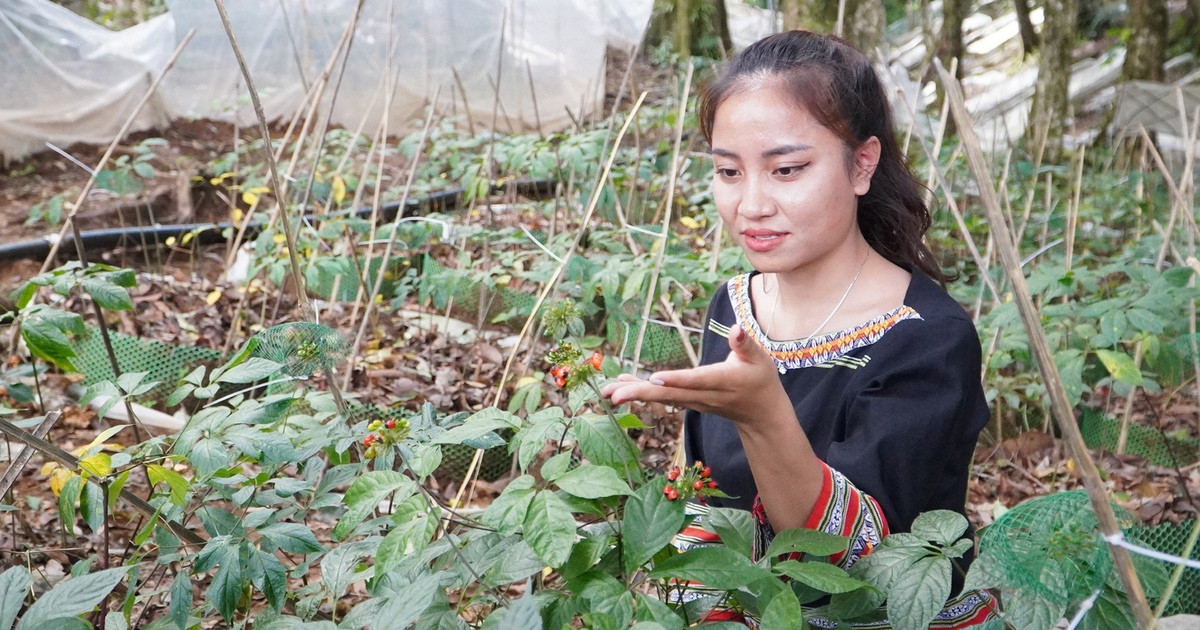 "Kho báu" 4.000 loài cây dược liệu Việt trước cơ hội bứt phá toàn cầu