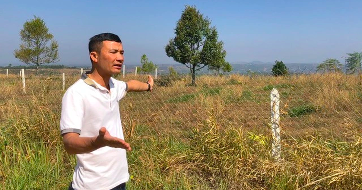 Vụ tự chặt cây cà phê: Viện kiểm sát rút kinh nghiệm vì thiếu chứng cứ kết tội