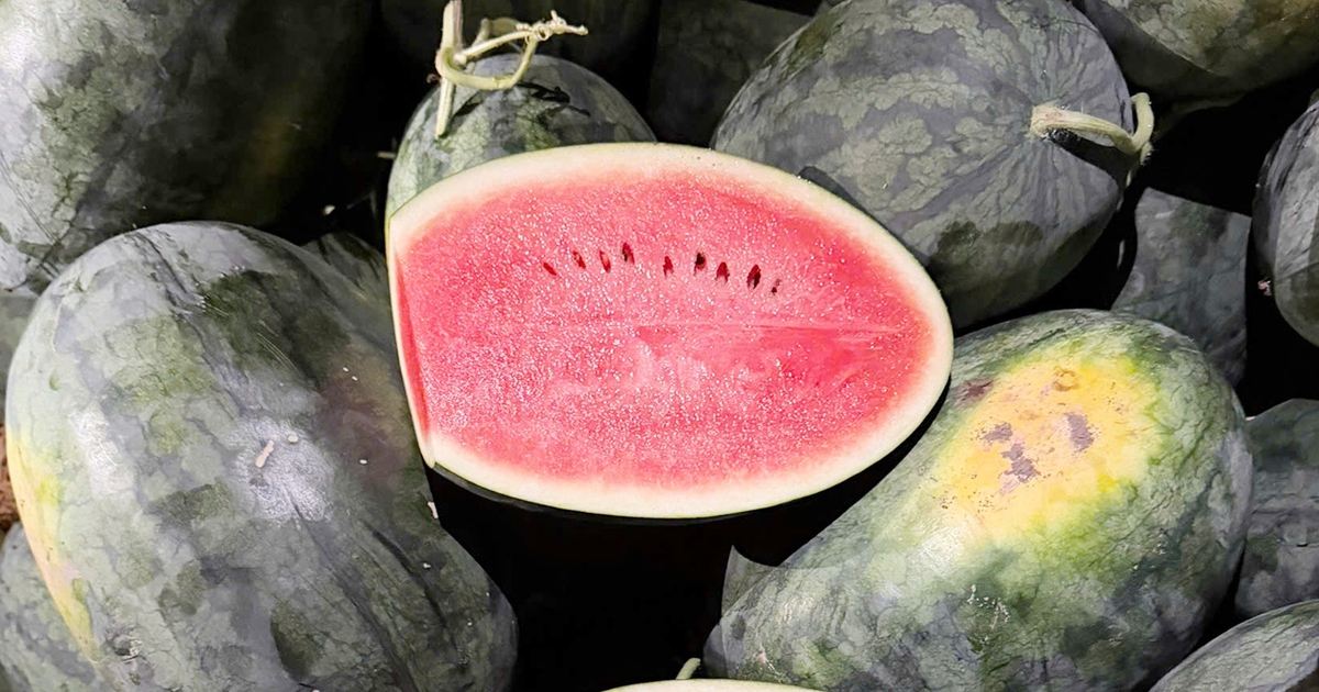 Hàng ngàn tấn dưa hấu 'ế' trên đồng, Gia Lai kêu gọi hỗ trợ tiêu thụ