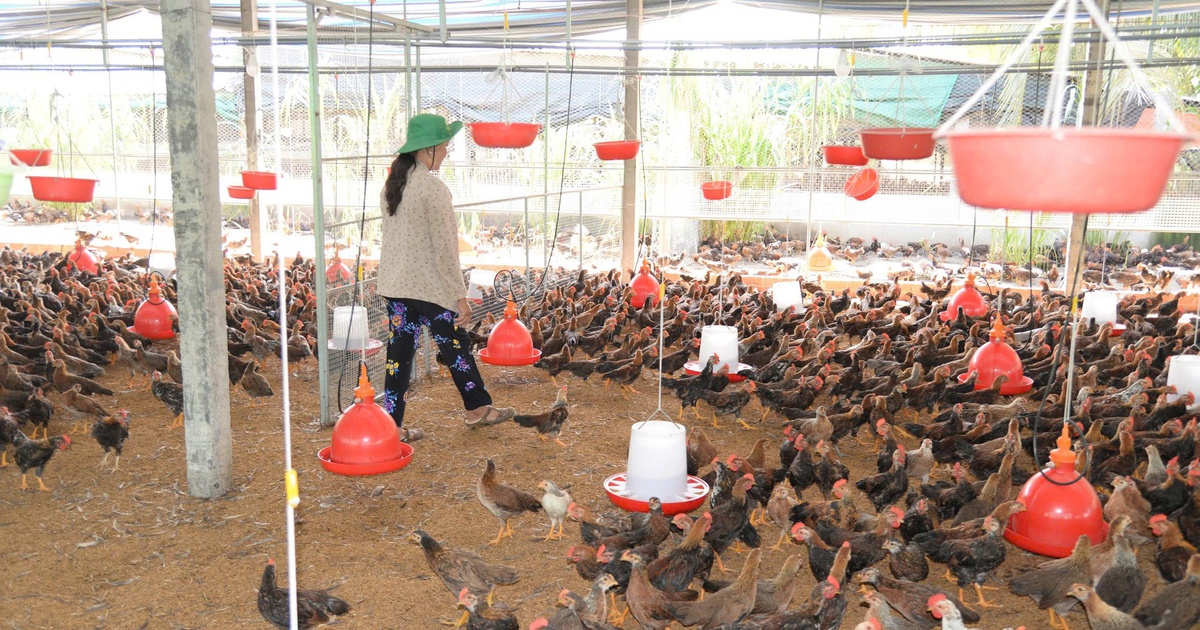 Giá gà thịt lao dốc, người chăn nuôi tại Đồng Tháp 'gồng lỗ'