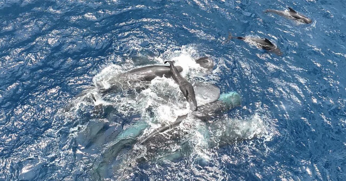 Siêu hiếm thấy cảnh bầy cá voi 'đỡ đẻ' cho đồng loại