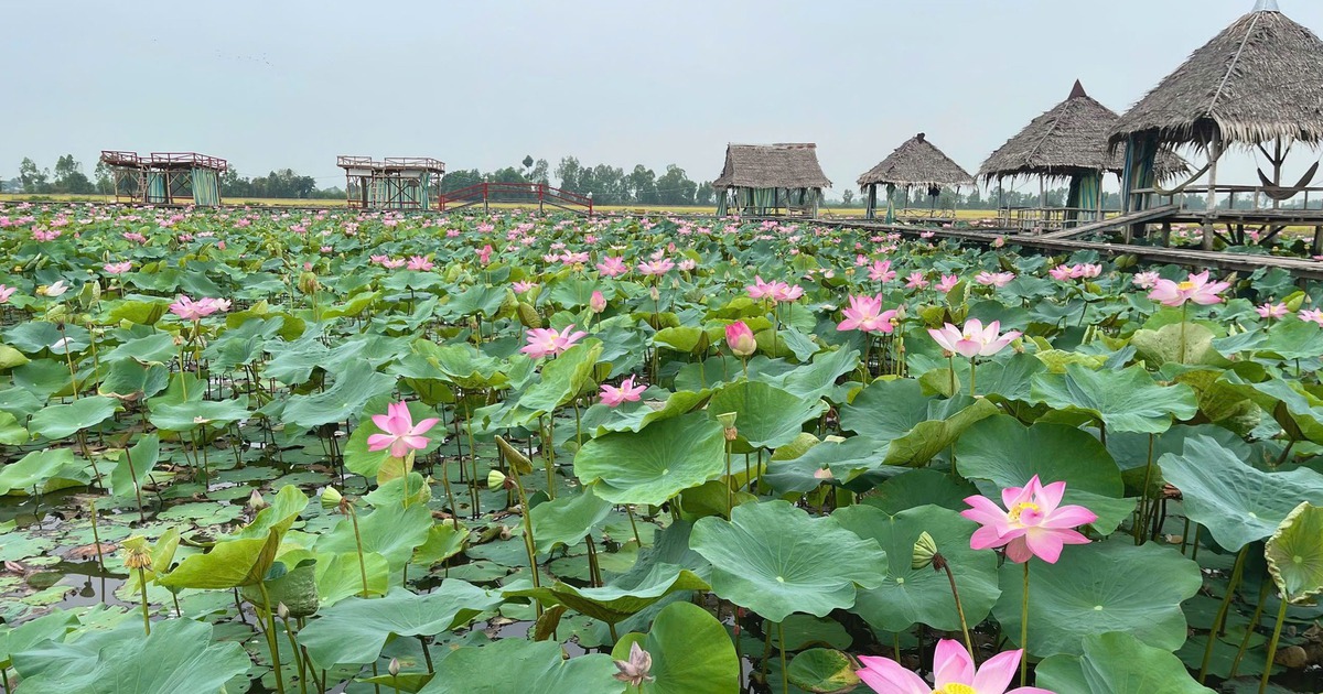 Ít ai ngờ: Cánh đồng sen bình dị kiếm trăm triệu đồng/năm nhờ 1 ý tưởng này