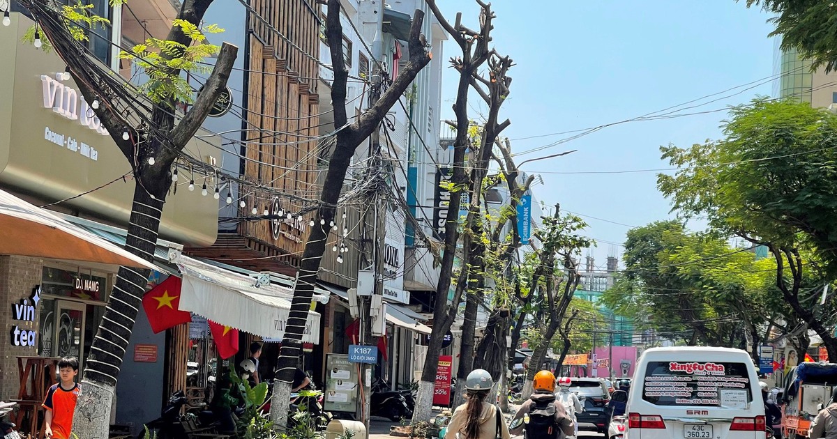 Hàng loạt cây xanh ở trung tâm Đà Nẵng bị cắt trụi giữa lúc nắng nóng