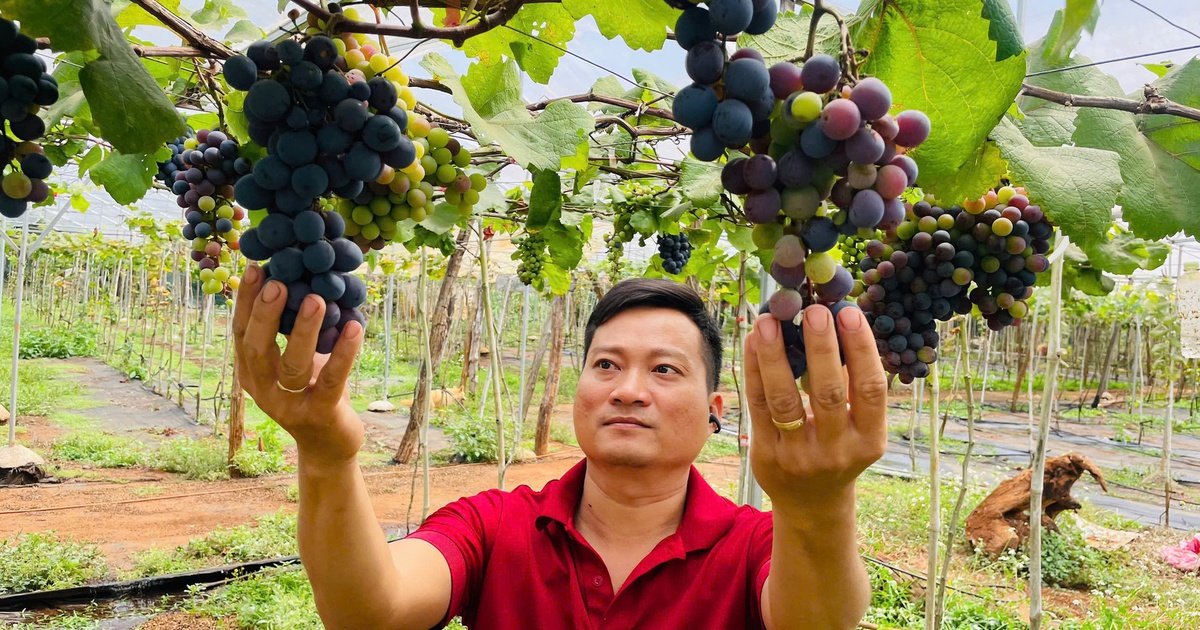 Thạc sĩ bỏ việc ổn định, trồng nho trên đất bazan: Thu hơn 1 tỉ/năm