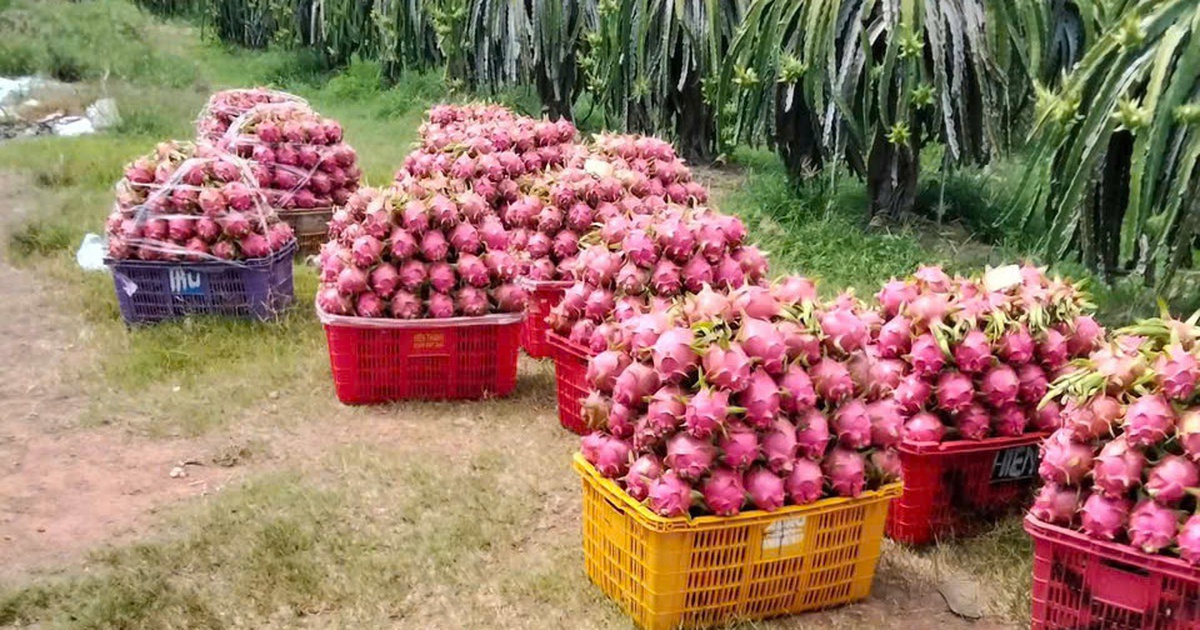 "Siết" dư lượng thuốc bảo vệ thực vật với thanh long, sầu riêng, chanh leo...