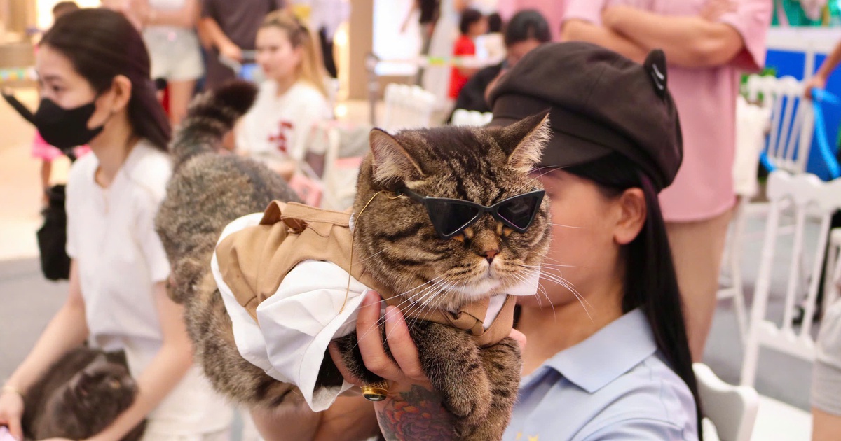 Cuối tuần, thú cưng được 'lên đồ lộng lẫy' đi ‘trẩy hội’