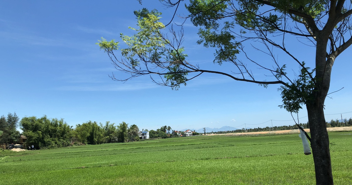 Cây lâu năm nào được trồng trên đất lúa?