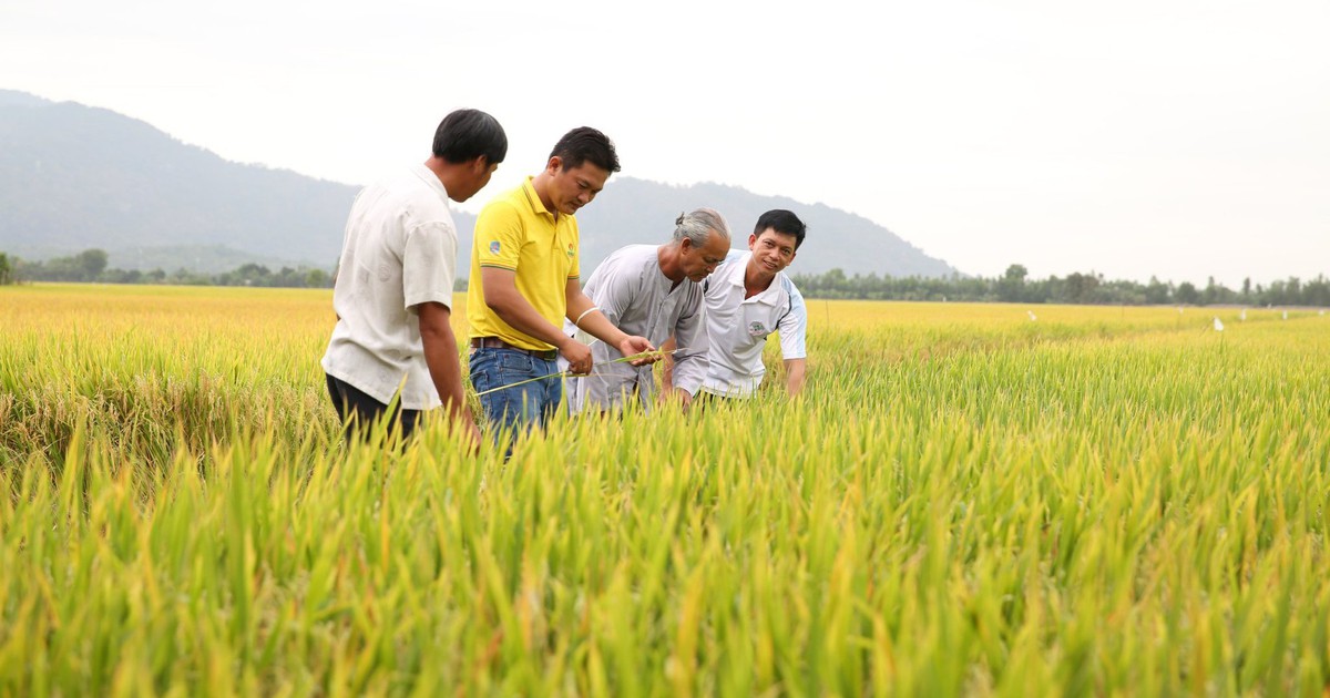 "Cai" thuốc bảo vệ thực vật cho nông sản