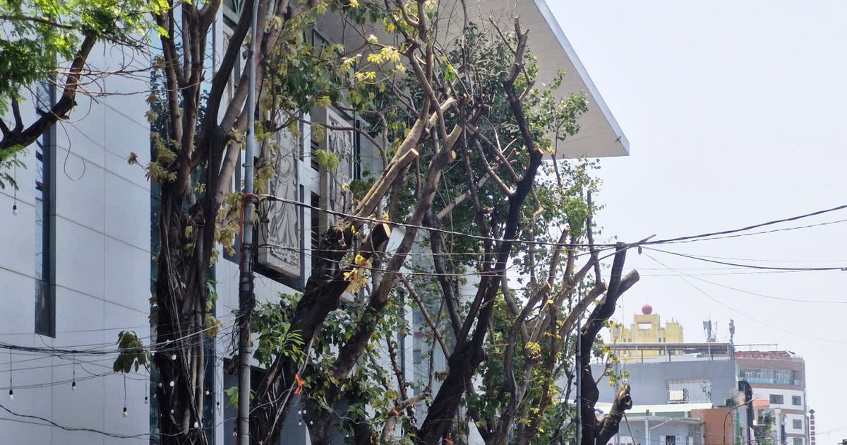 Cây xanh bị cắt trụi giữa nắng nóng ở Đà Nẵng: Chủ đầu tư lên tiếng