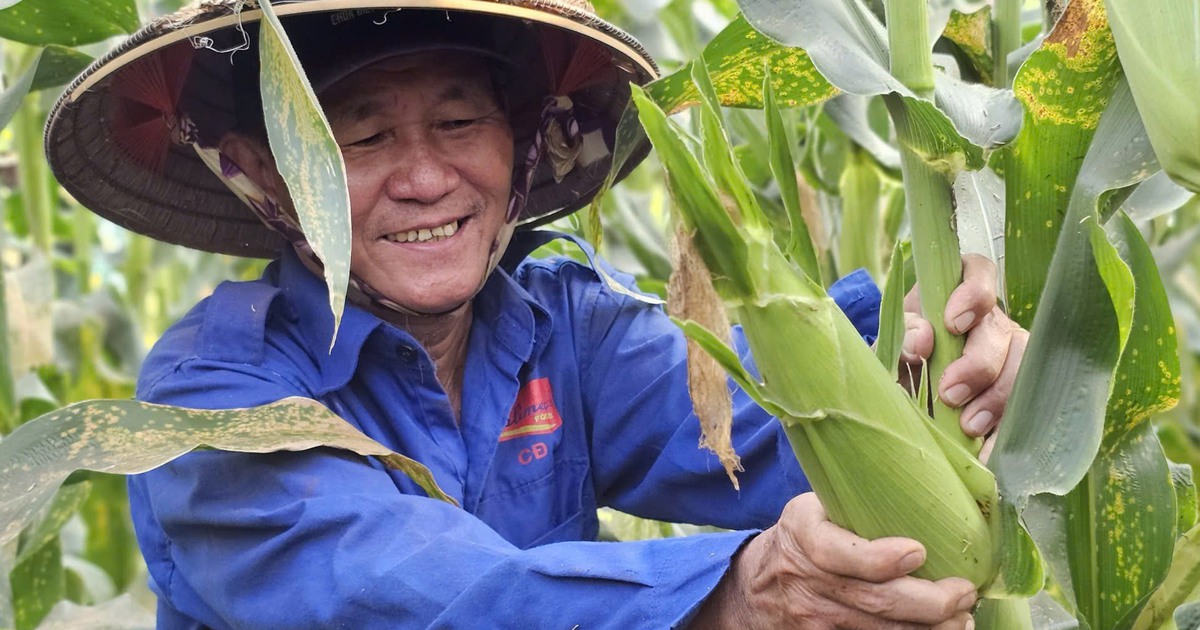 Vườn bắp lạ ở ngoại ô TP.HCM: Khách tự tay bẻ bắp mang về