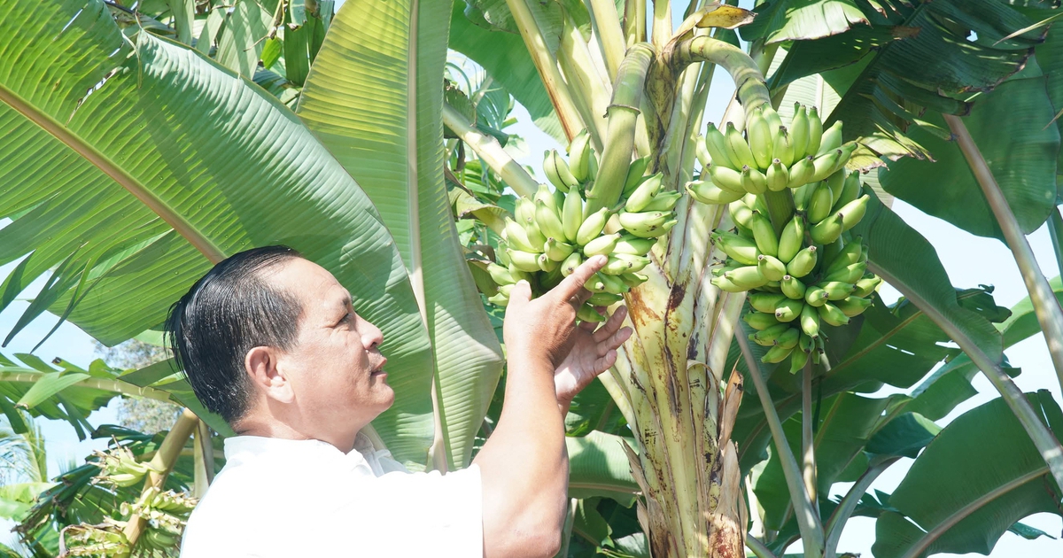 Chuối trổ 2 buồng trên một thân ở Cà Mau, nhiều người hiếu kỳ kéo đến xem