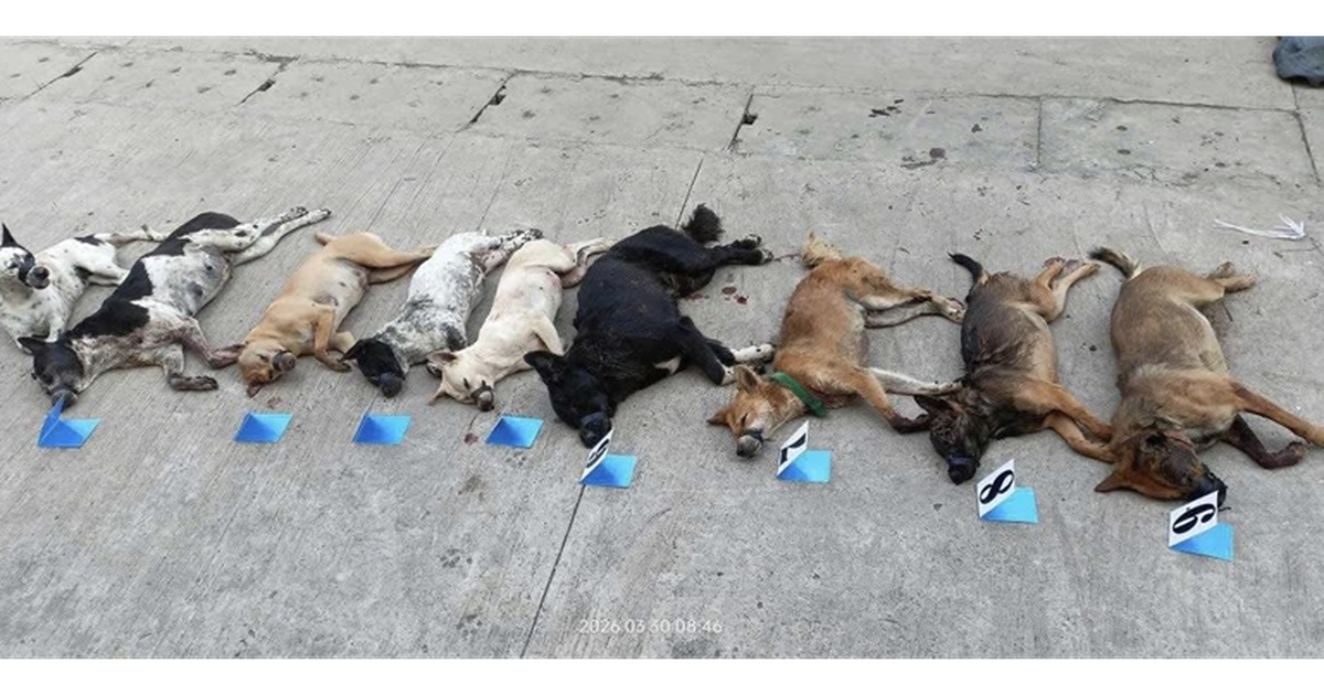 Bị truy đuổi, nghi phạm trộm chó vứt cả xe máy và tang vật để tẩu thoát