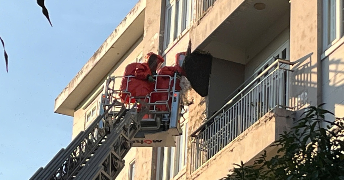 Kịp thời xử lý tổ ong "khủng" trong khu dân cư ở TP.HCM