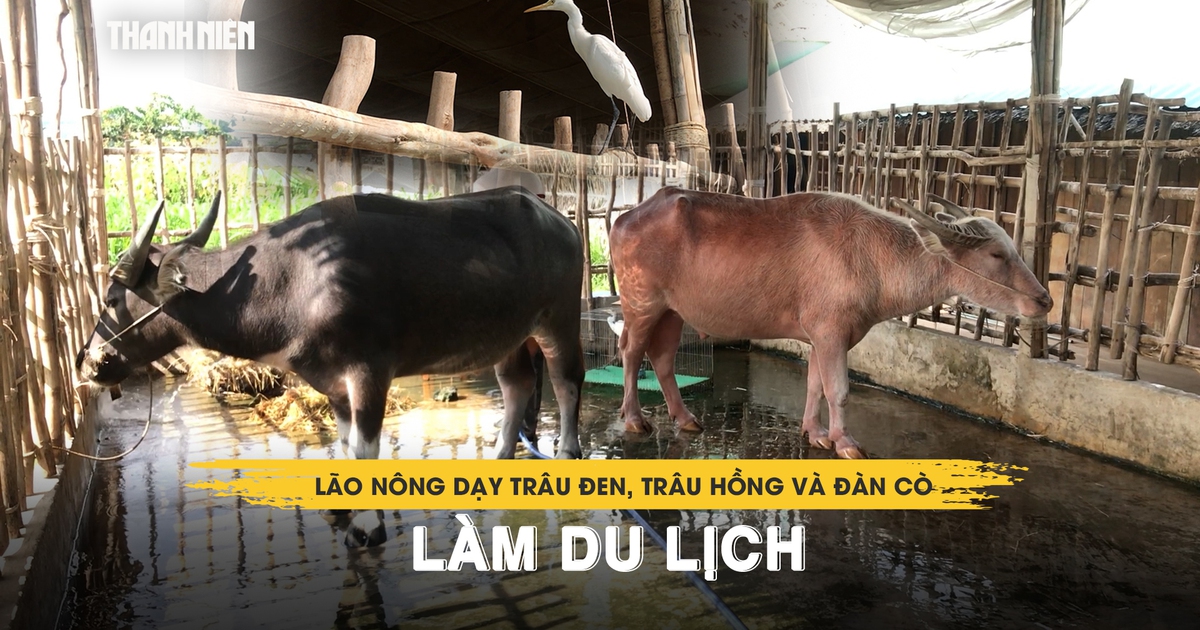 Lão nông miền Tây dạy trâu đen, trâu hồng và đàn cò trắng làm du lịch