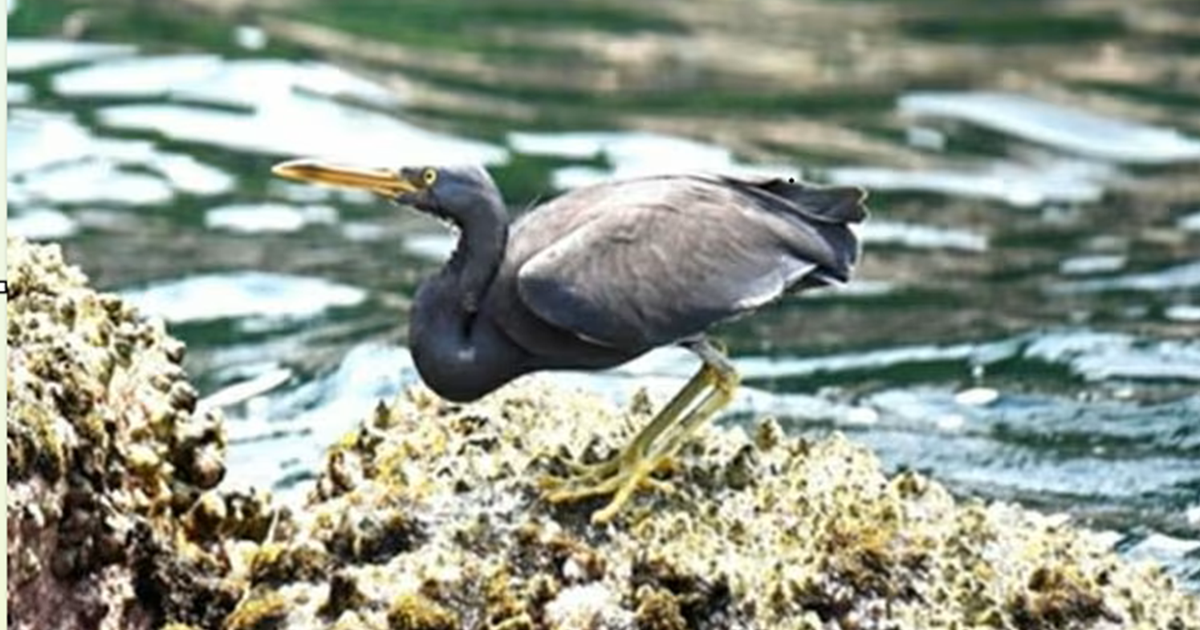 Lo&agrave;i vịt n&acirc;u đỏ qu&yacute; hiếm được ghi nhận tại vườn quốc gia Phong Nha - Kẻ B&agrave;ng