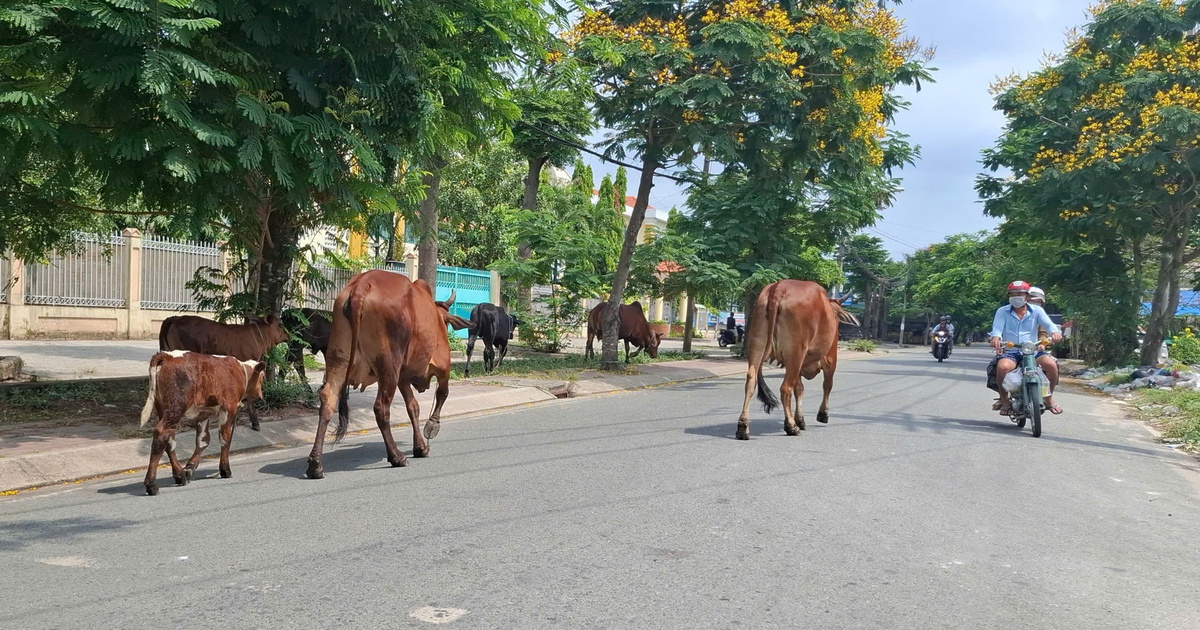 Bò thả rông trên đường