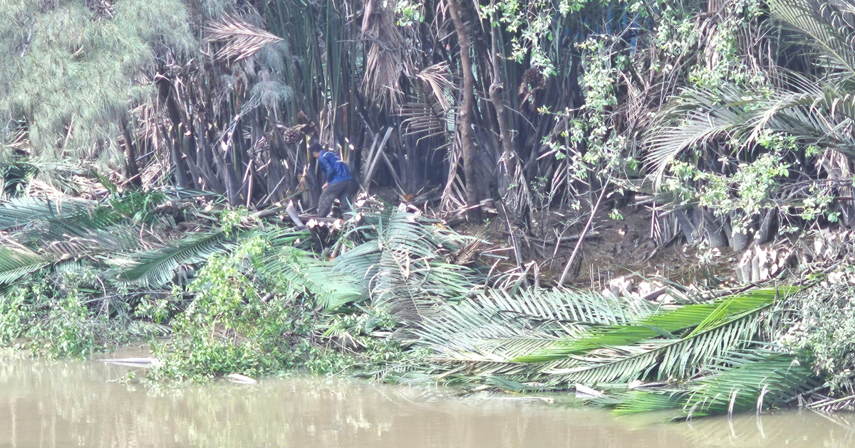 Cắt tỉa cây xanh, dừa nước rồi 'bỏ quên' dưới sông ở TP.HCM gây bức xúc