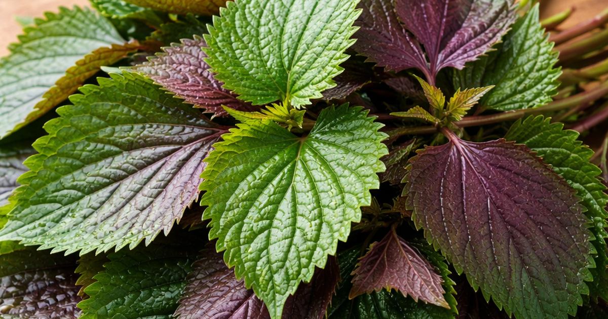 Bác sĩ: Những điều cần biết khi dùng tía tô